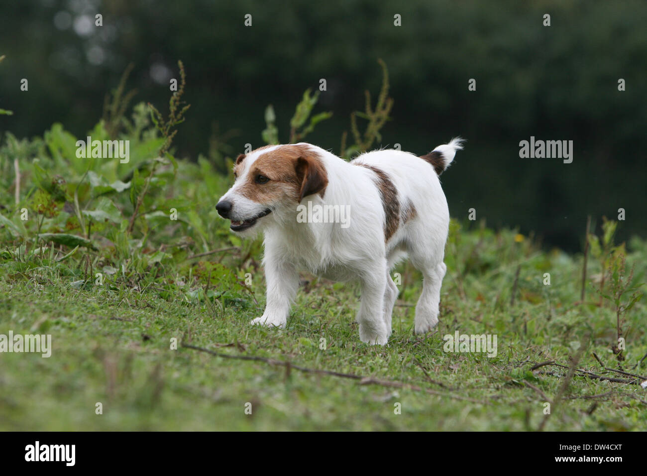 terrier adult
