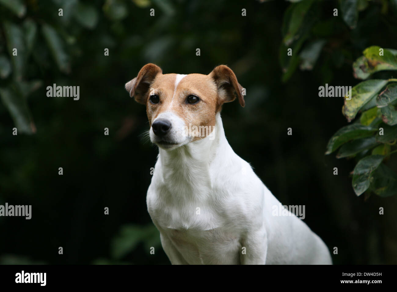 Dog Jack Russel Terrier  /  adult portrait Stock Photo