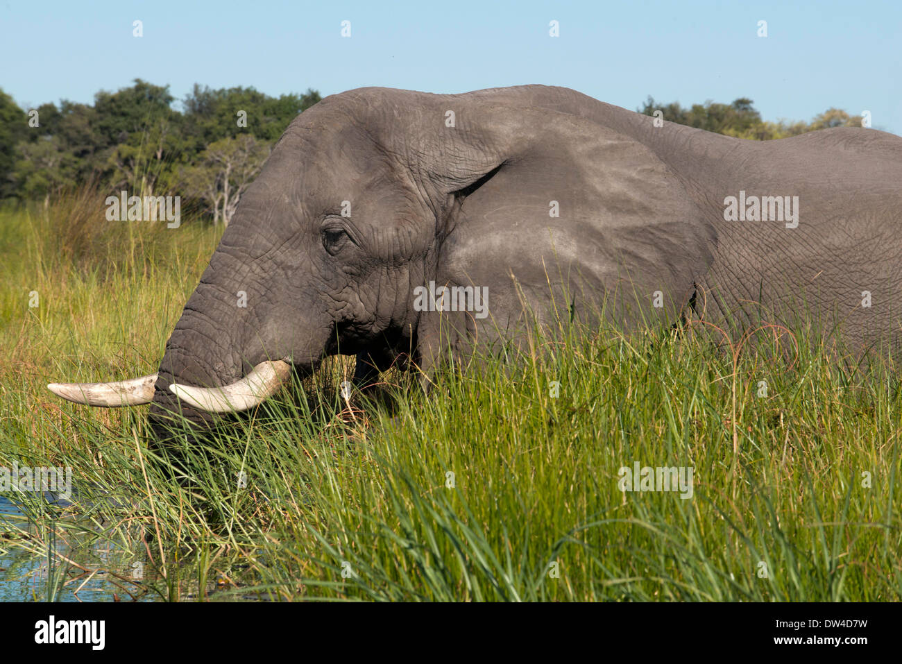 Can Be Seen Aboard Species Mekoros Traditional Dugout Canoes Hi res Stock Photography And Images 