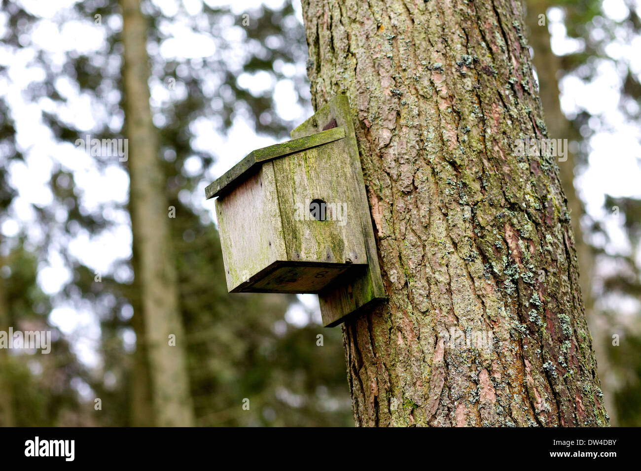 Kielder Forest Autumn High Resolution Stock Photography And Images Alamy