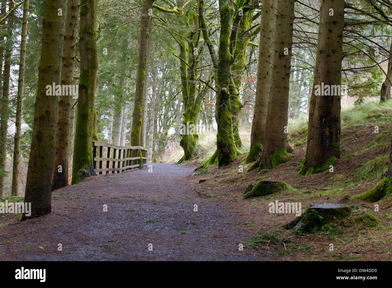 image of part of the Lakeside Way at Kielder Reservoir Stock Photo