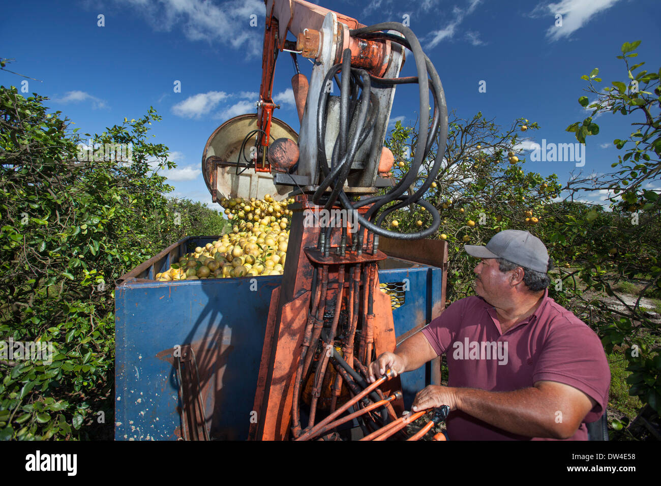 Fort Pierce, Florida Grapefruit is harvested for juice in the Indian River Citrus District on