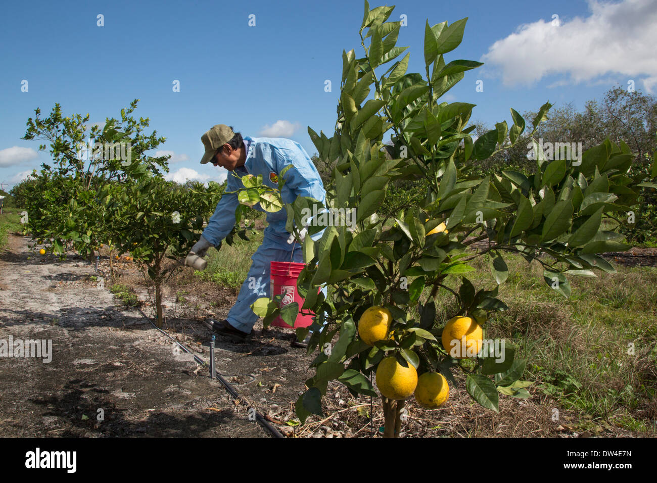 Fort Pierce, Florida - A worker sprinkles fertilizer around young grapefruit trees Stock Photo