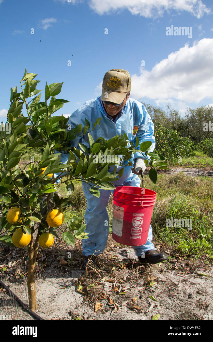 Fort Pierce, Florida - A worker sprinkles fertilizer around young grapefruit trees Stock Photo