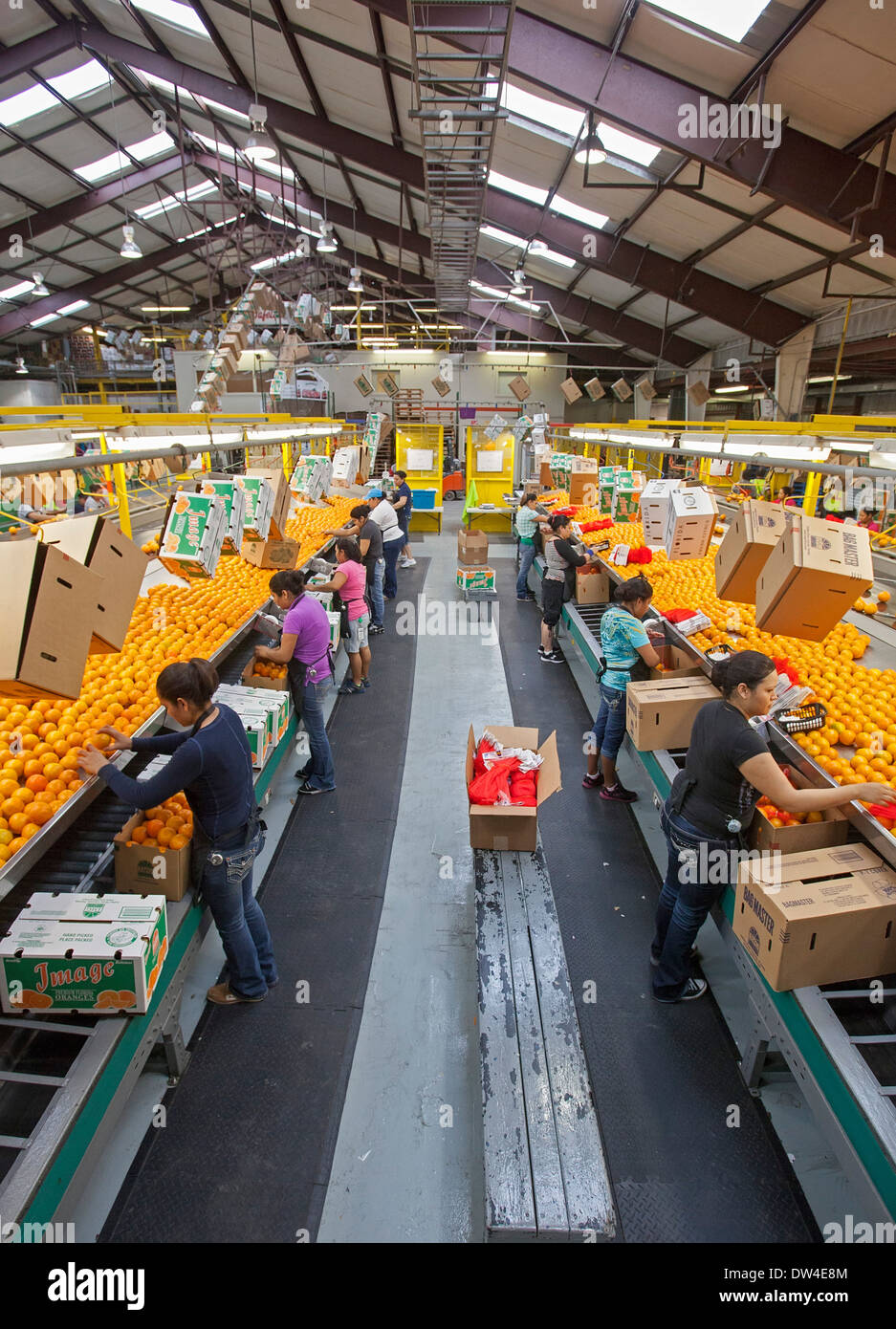 Florida oranges hires stock photography and images Alamy