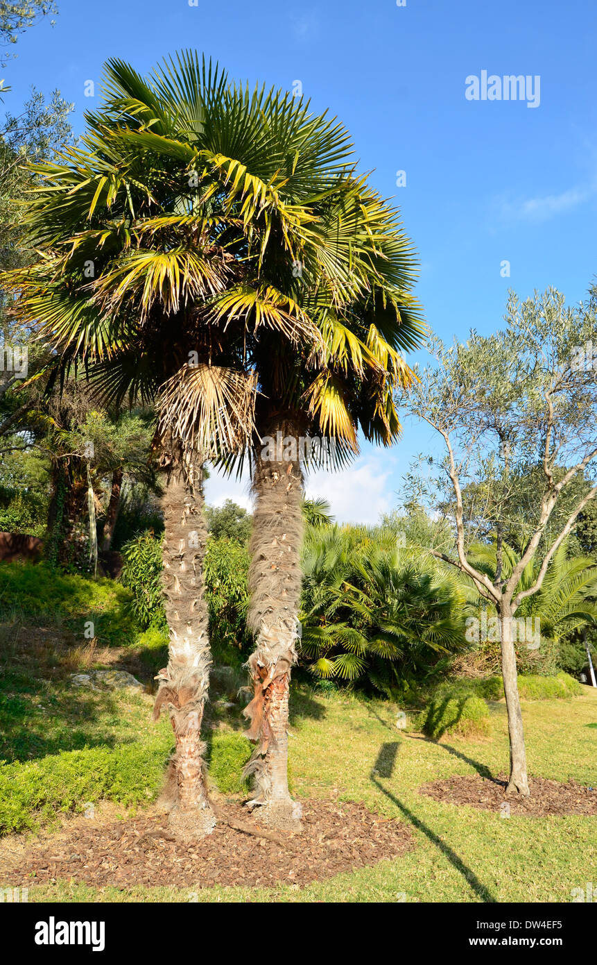 Trachycarpus fortunei (Chusan palm, windmill palm or Chinese windmill palm) Stock Photo