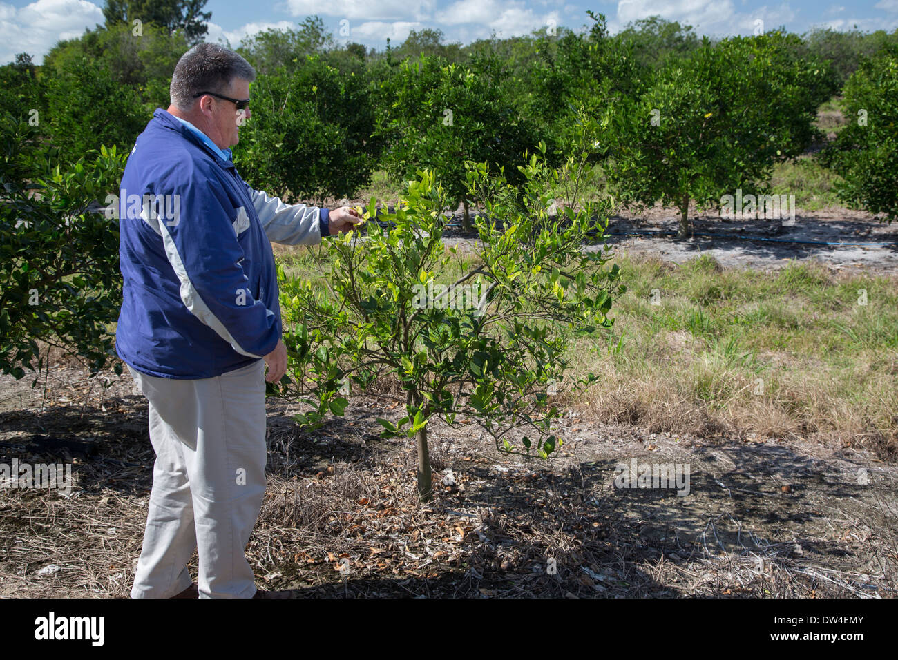 Florida citrus grower Brant Schirard looks for evidence of citrus