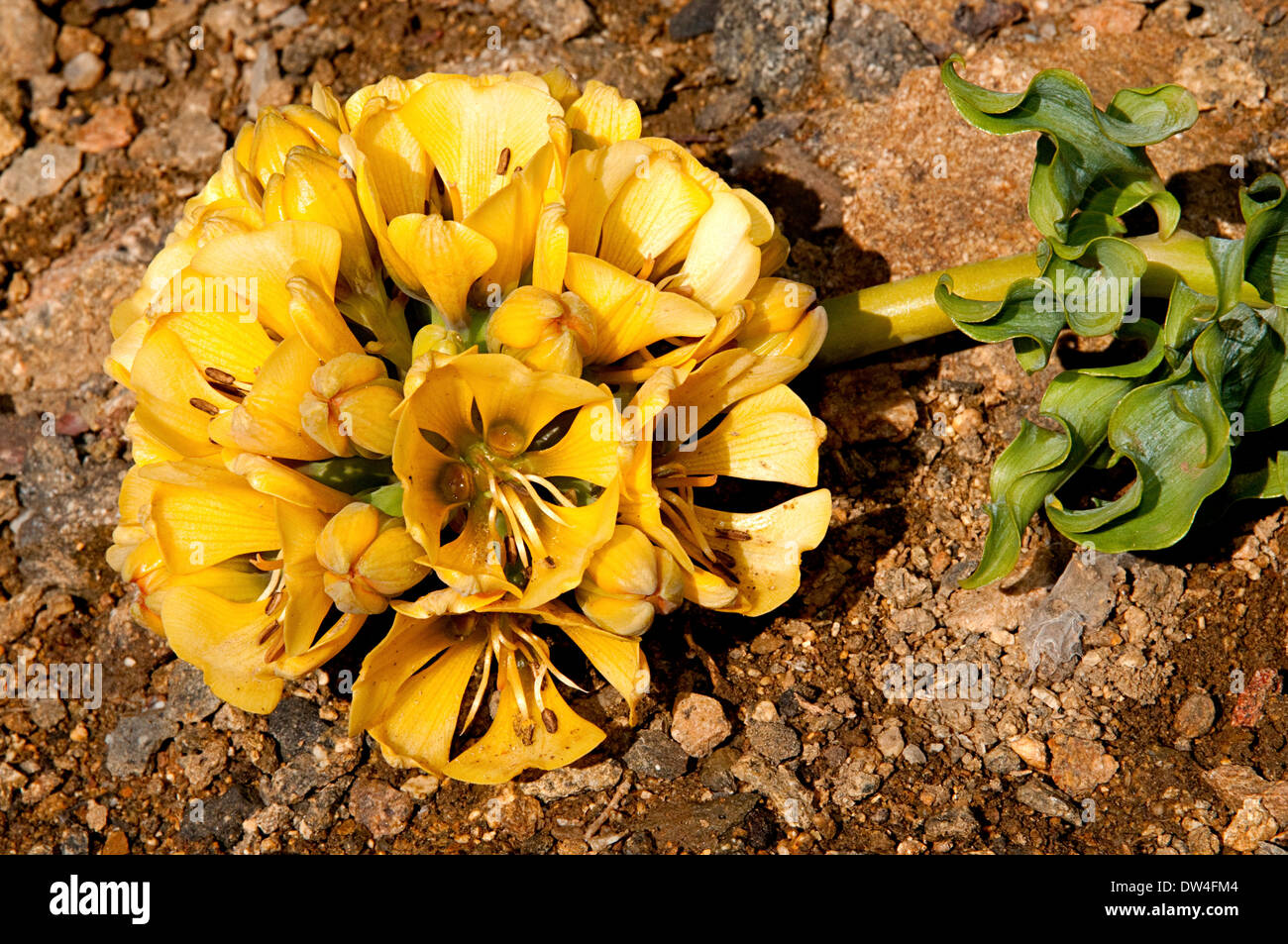 A yellow variety of the Garra de Leon Lions Claw (Leontochir ovallei) in the Llanos de Challe National Park Atacama Desert Chile Stock Photo