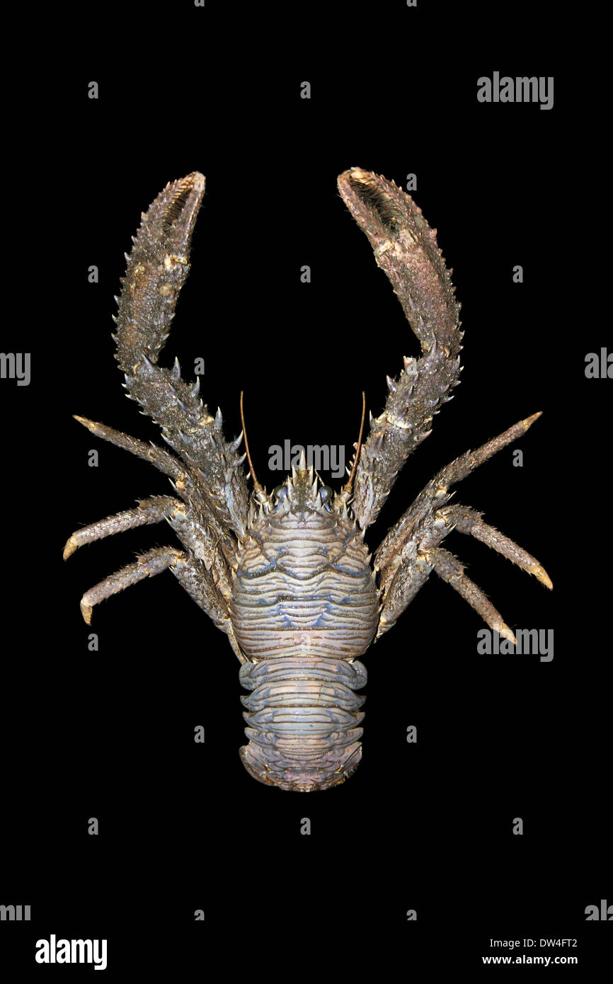 Squat Lobster Galathea sp. Stock Photo