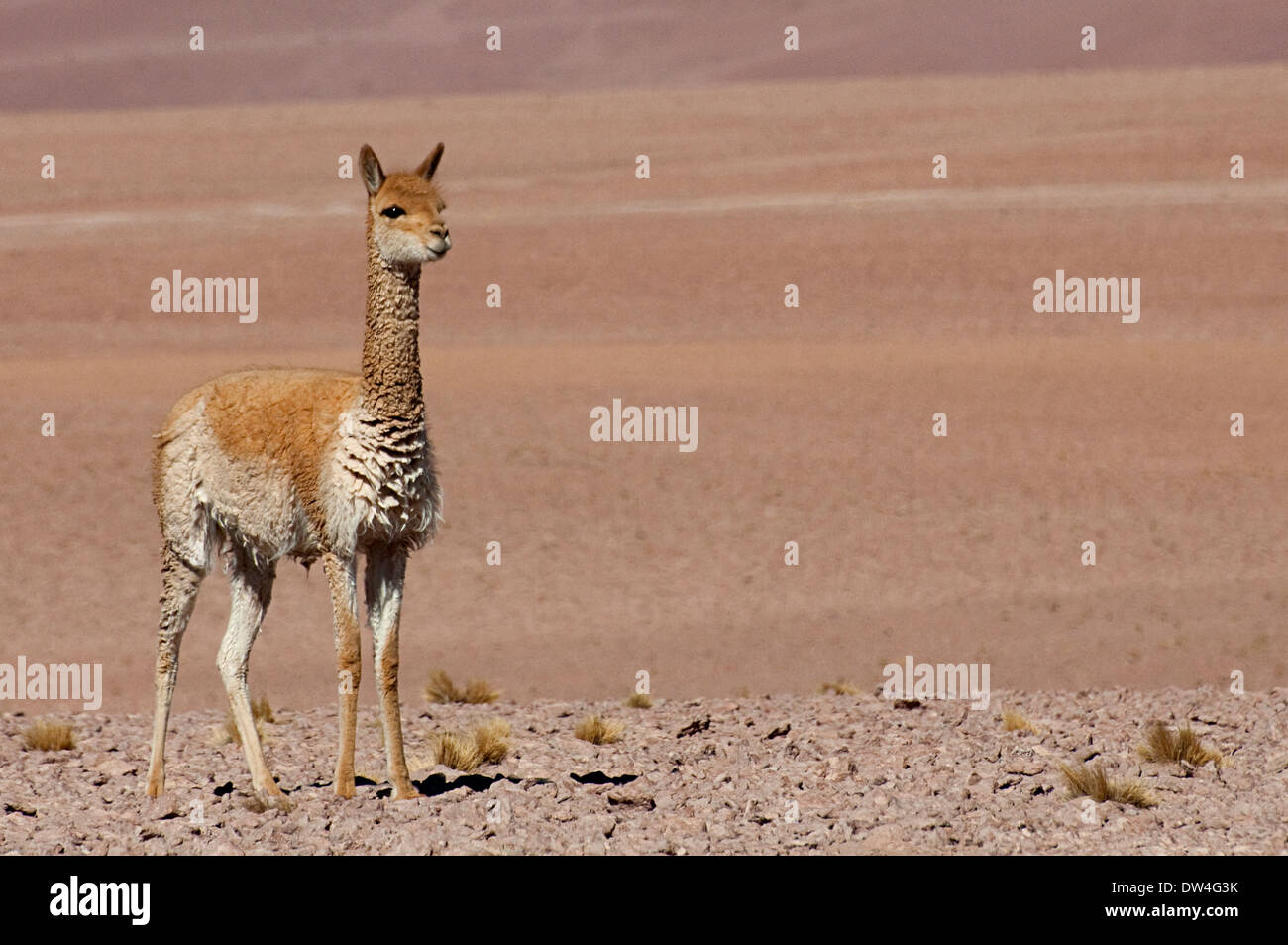 A vicuña (Vicugna vicugna) or vicugna, a wild South American camelid, in the Atacama Desert, Chile, South America Stock Photo
