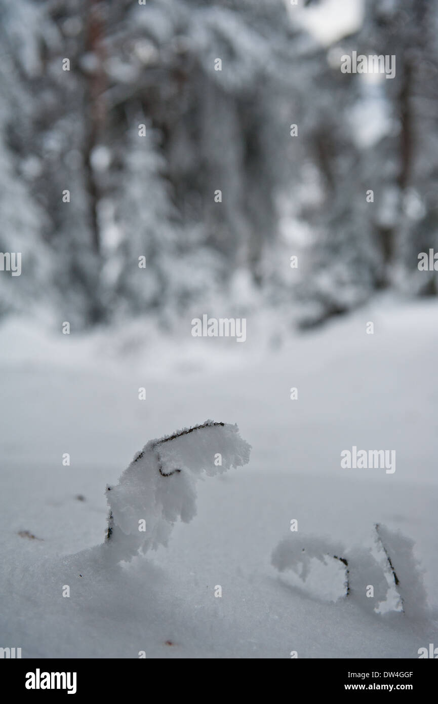 Forest in the winter Stock Photo - Alamy