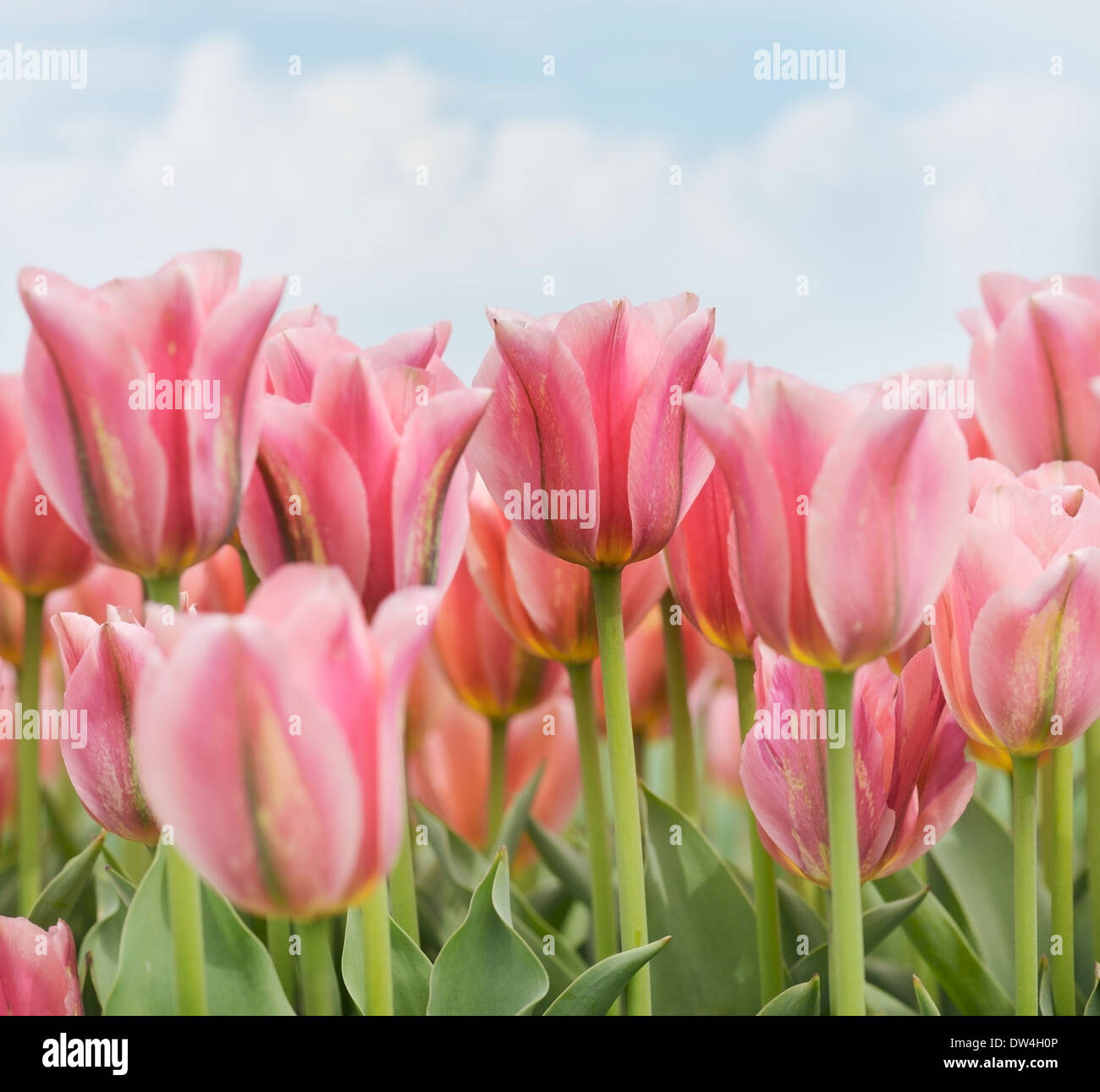 Field Of Pink Tulips Flowers Stock Photo - Alamy