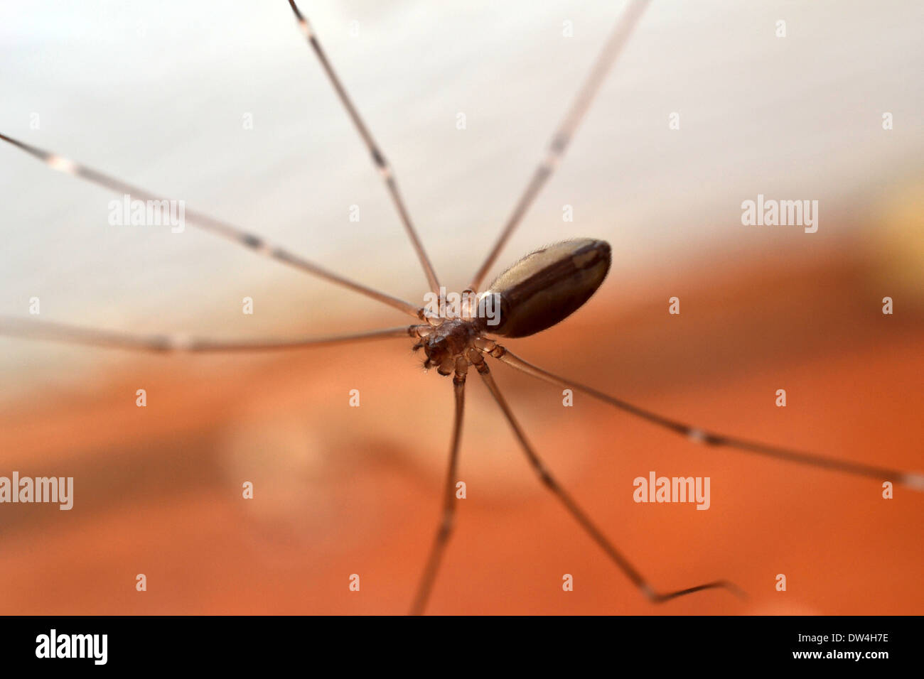 Daddy long legs spider hi-res stock photography and images - Alamy