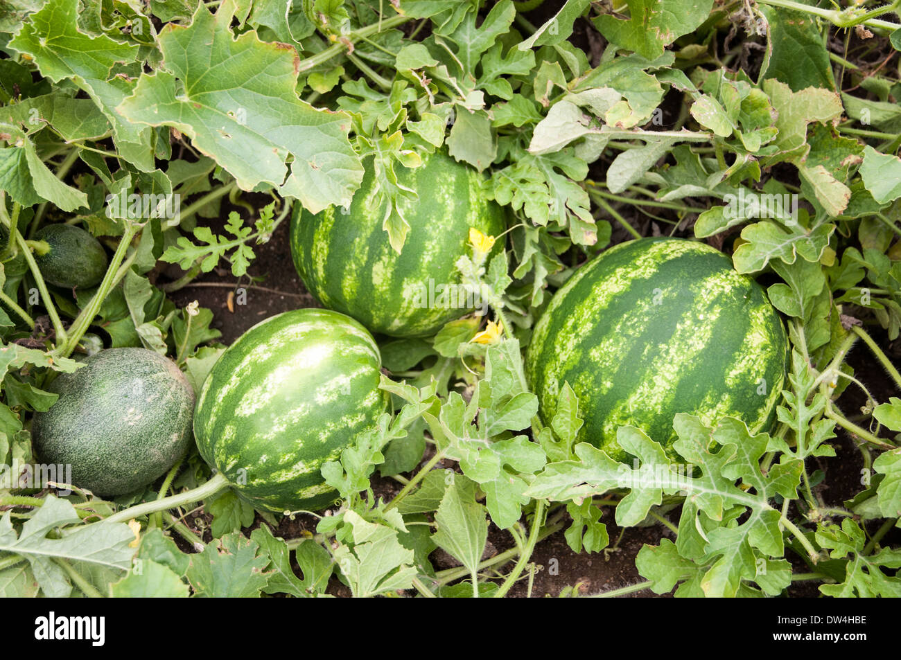 Watermelon And Melon In A Vegetable Garden Stock Photo 67098962