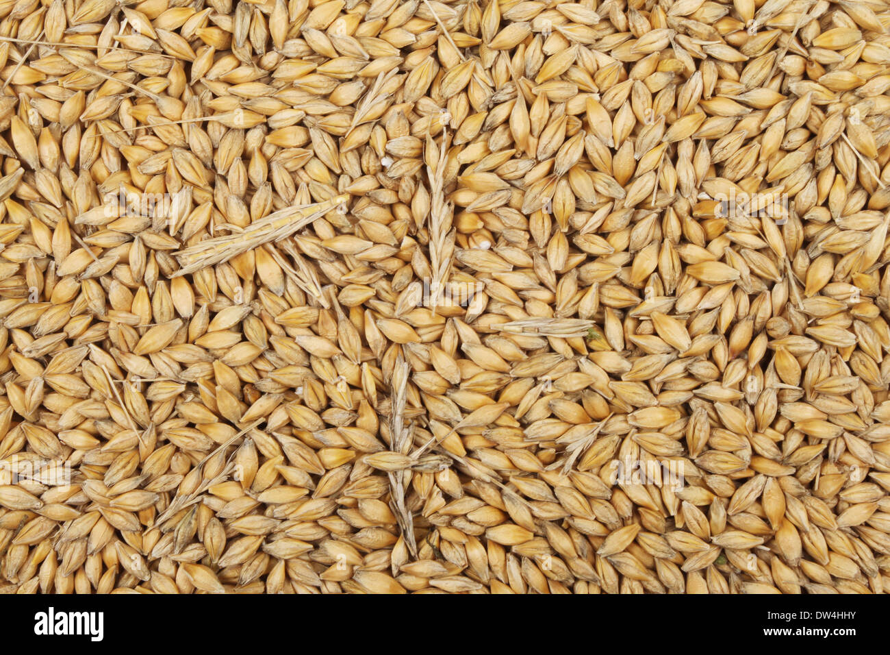 Barley ( Hordeum vulgare L.), seeds and husks closeup Stock Photo