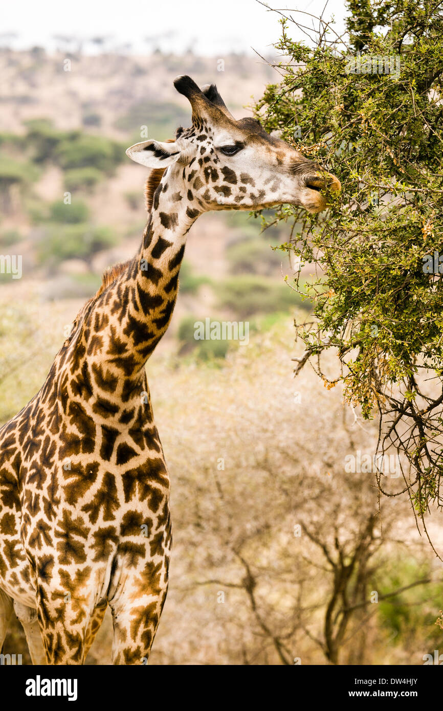 Three quarter view of giraffe eating from acacia tree. Stock Photo