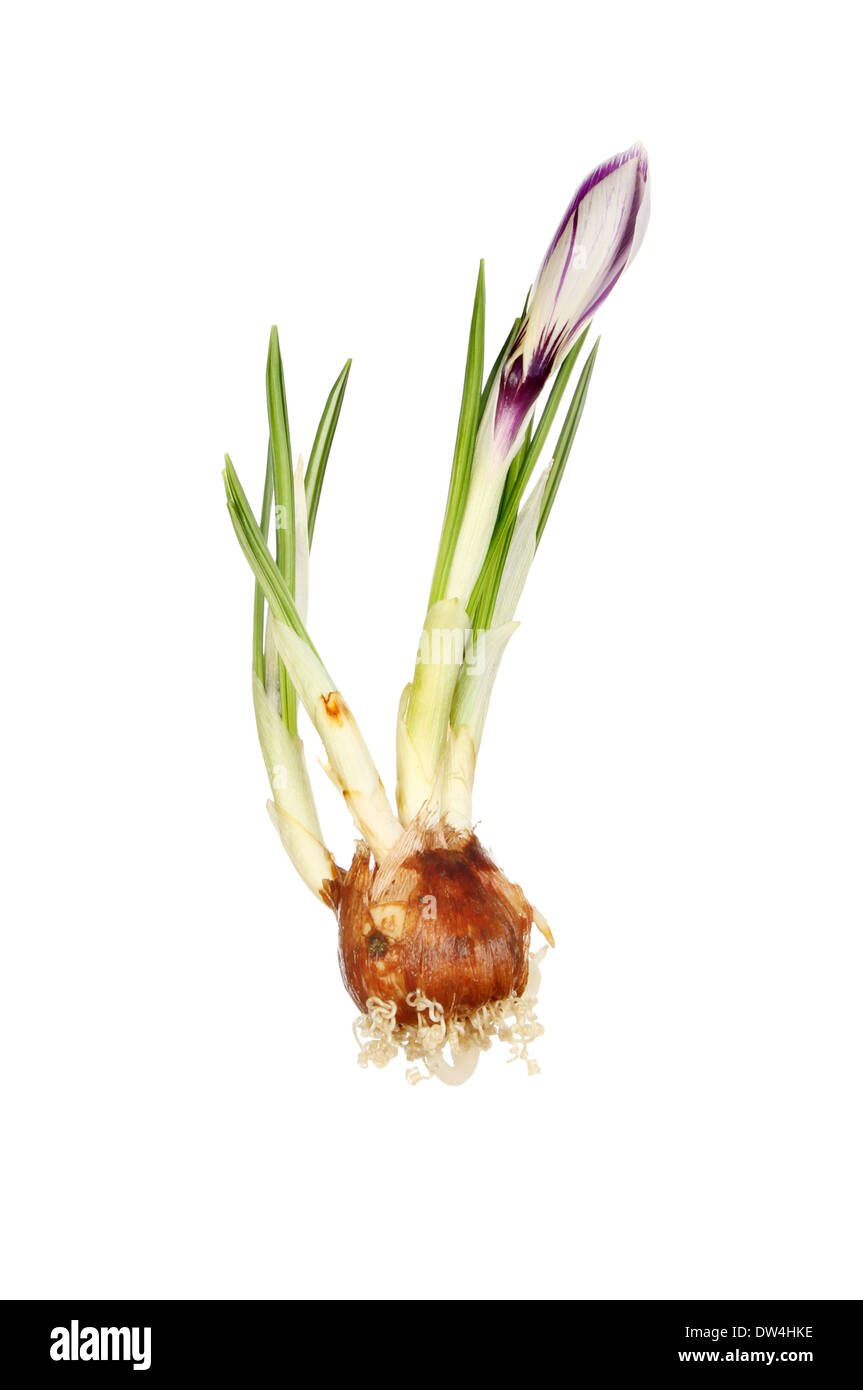 Flower roots hires stock photography and images Alamy