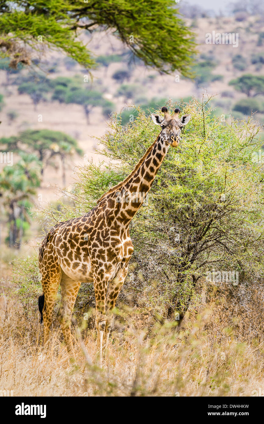 Lone giraffe among trees. Stock Photo