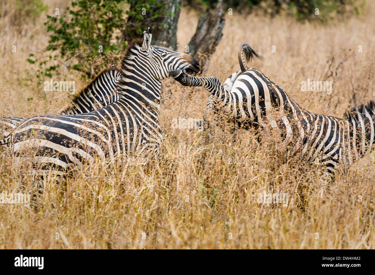 One zebra kicking another in the jaw. Stock Photo