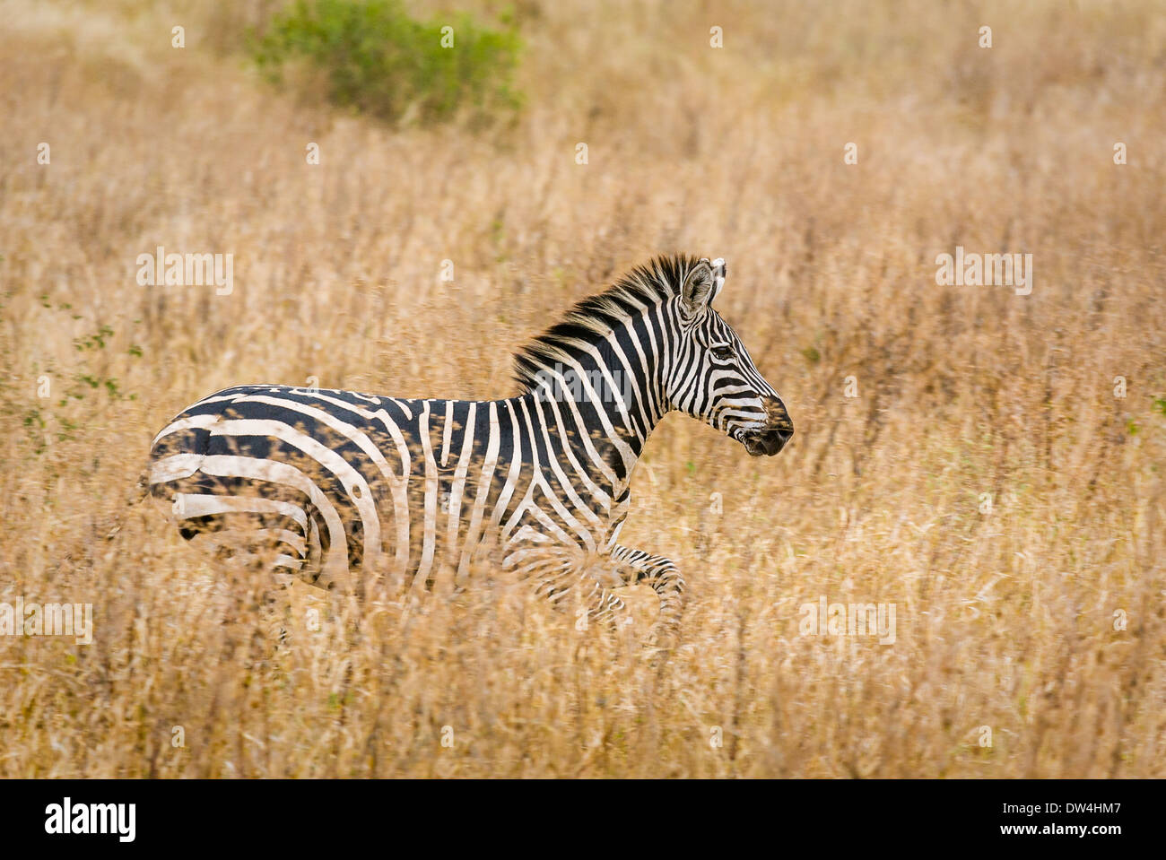 Zebra trotting through tall grass. Stock Photo
