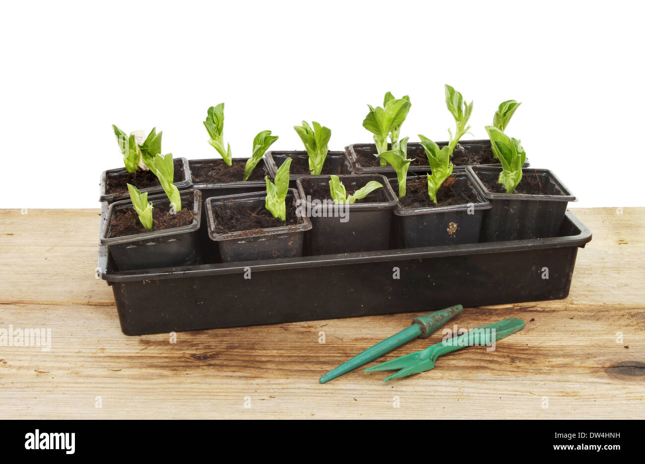 Broad Bean Seedlings In A Tray On A Potting Bench Against A White
