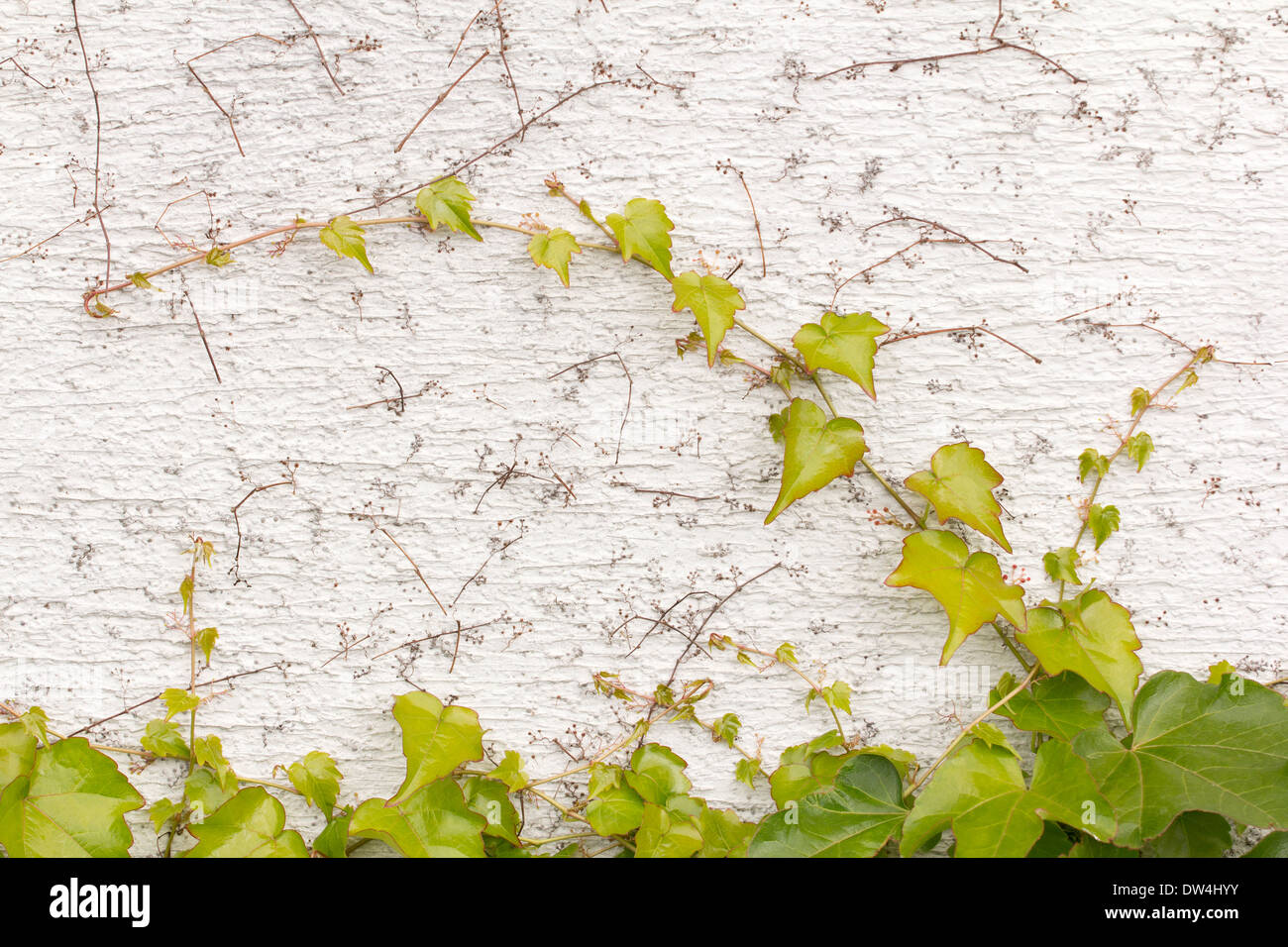 Vine plant growing on the house wall. Stock Photo