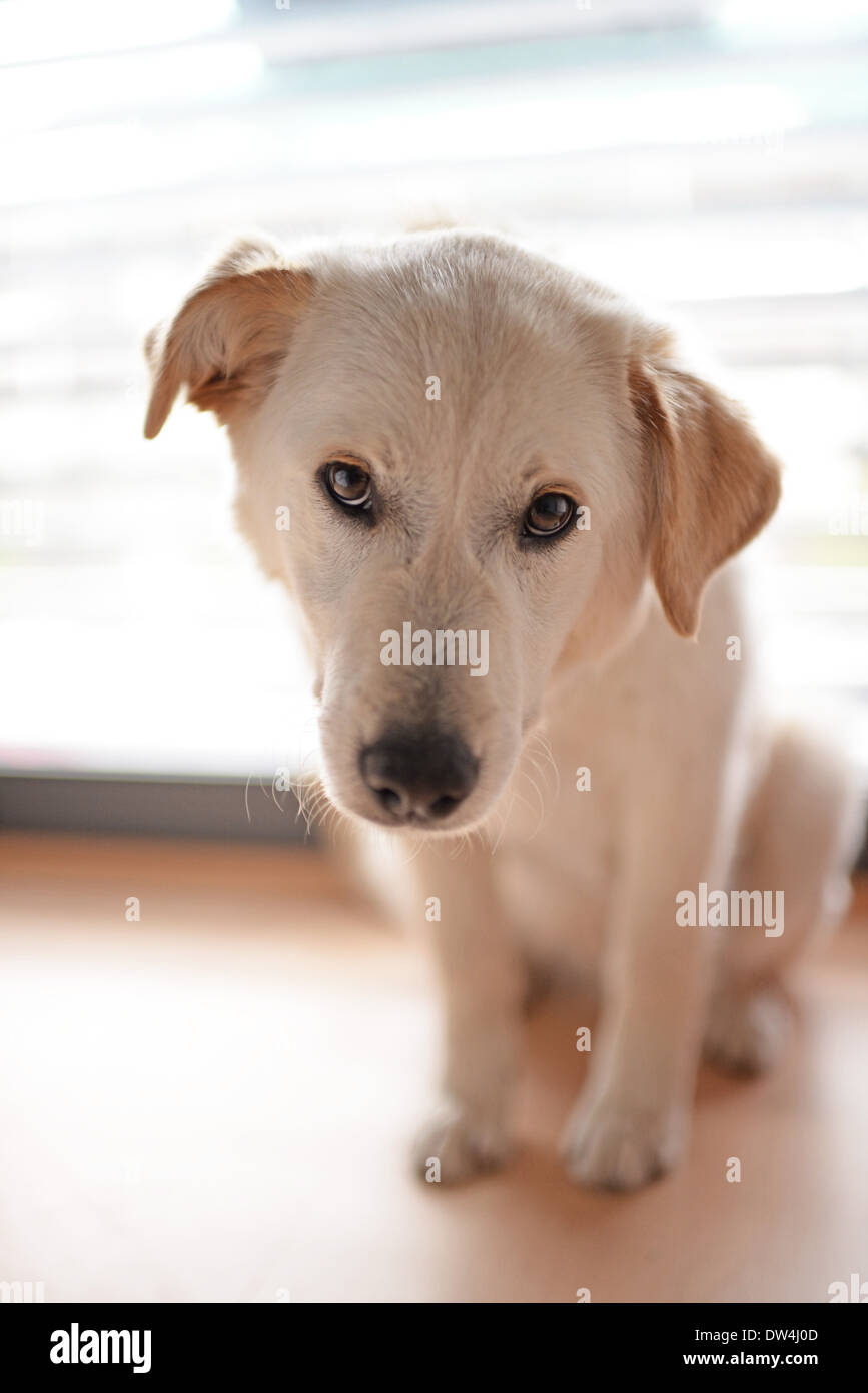 Cute mixed breed puppy at home Stock Photo - Alamy