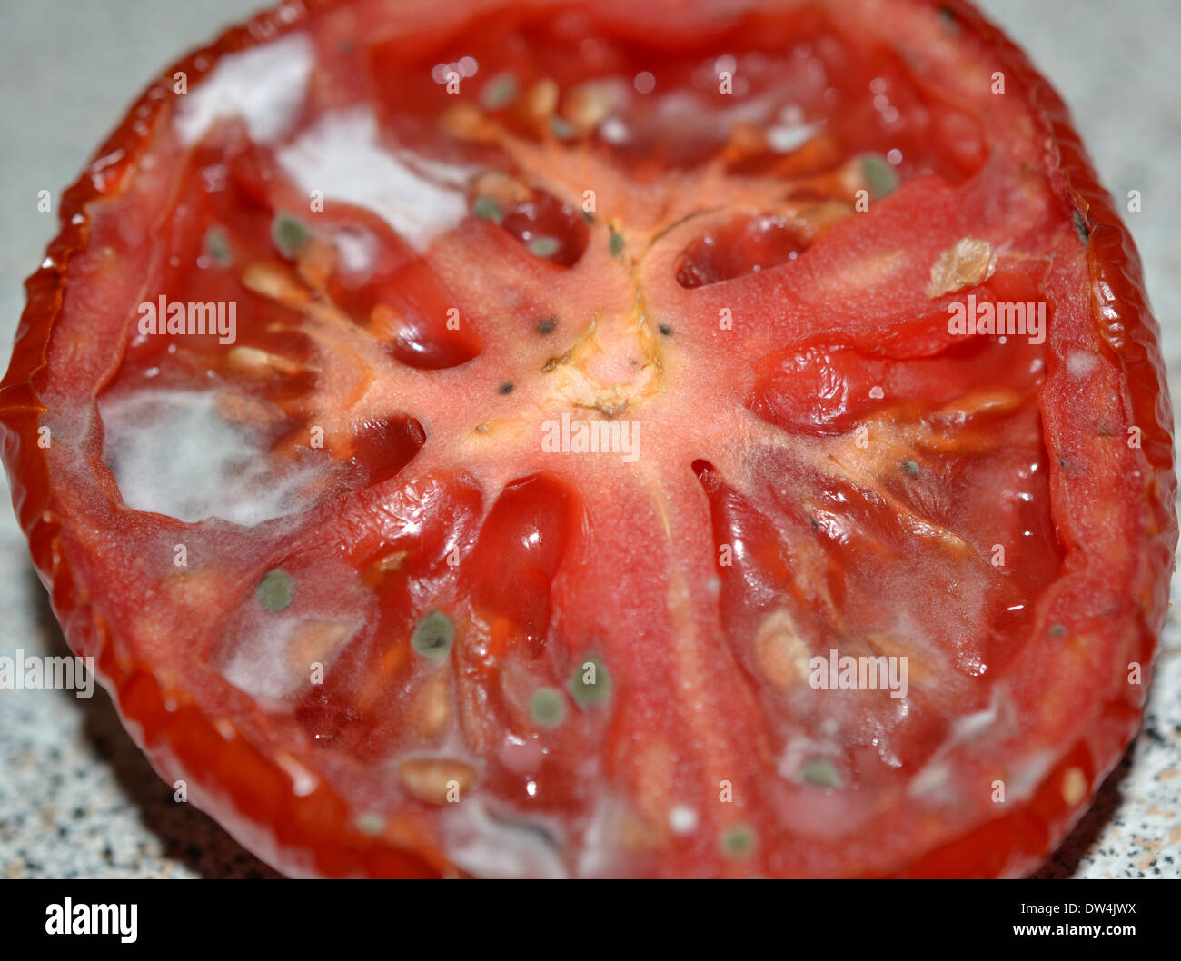 old moldy rotten tomato Stock Photo