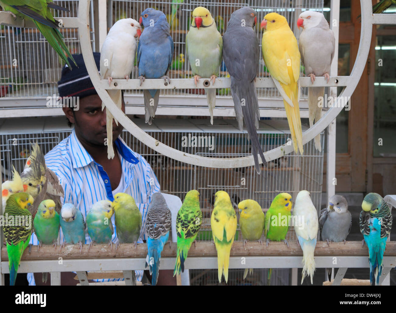 Qatar, Doha, Souq Waqif, bird market, Stock Photo