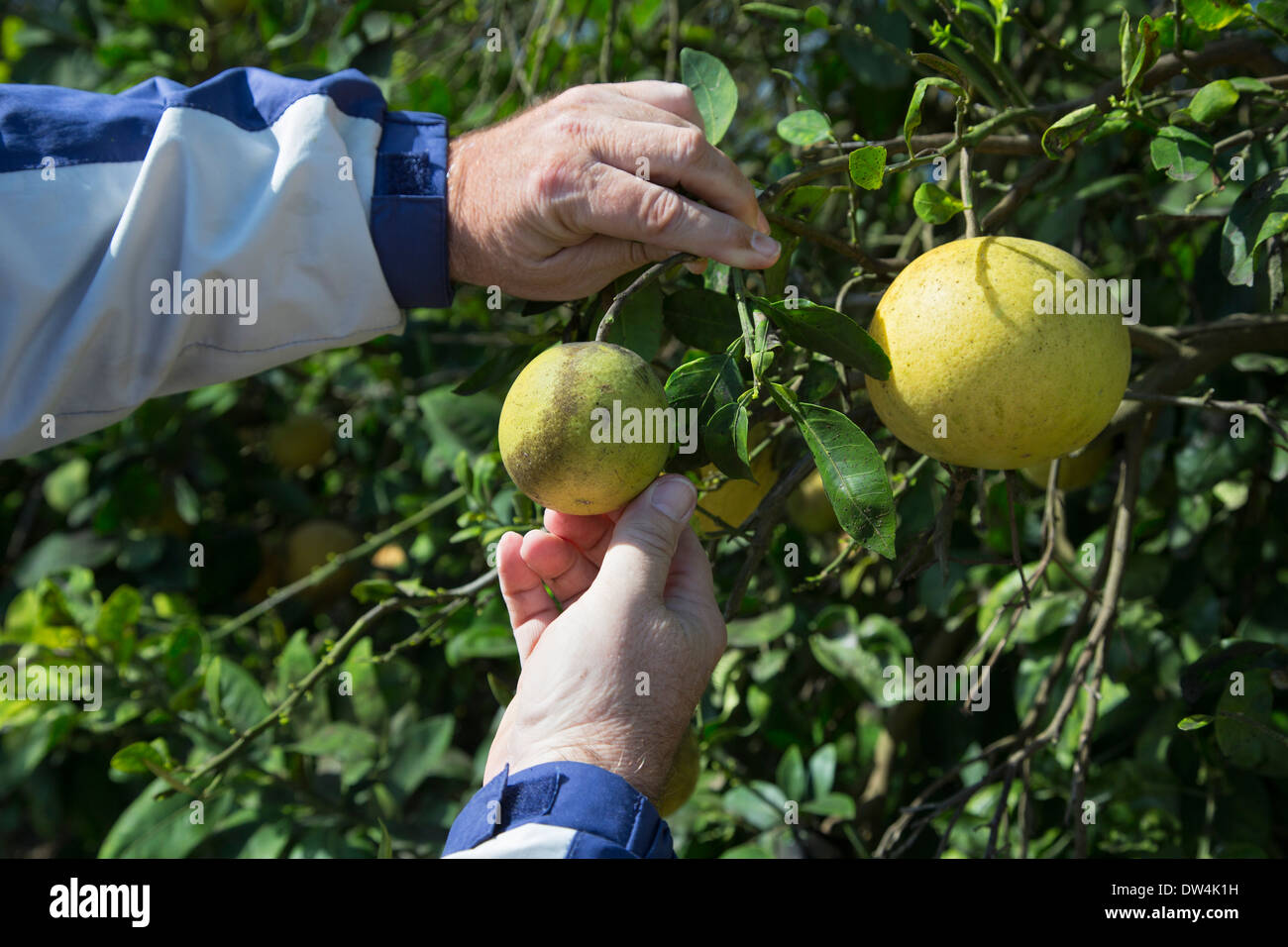 Citrus greening disease affects a grapefruit tree in the Indian River Citrus District on Florida's east coast. Stock Photo