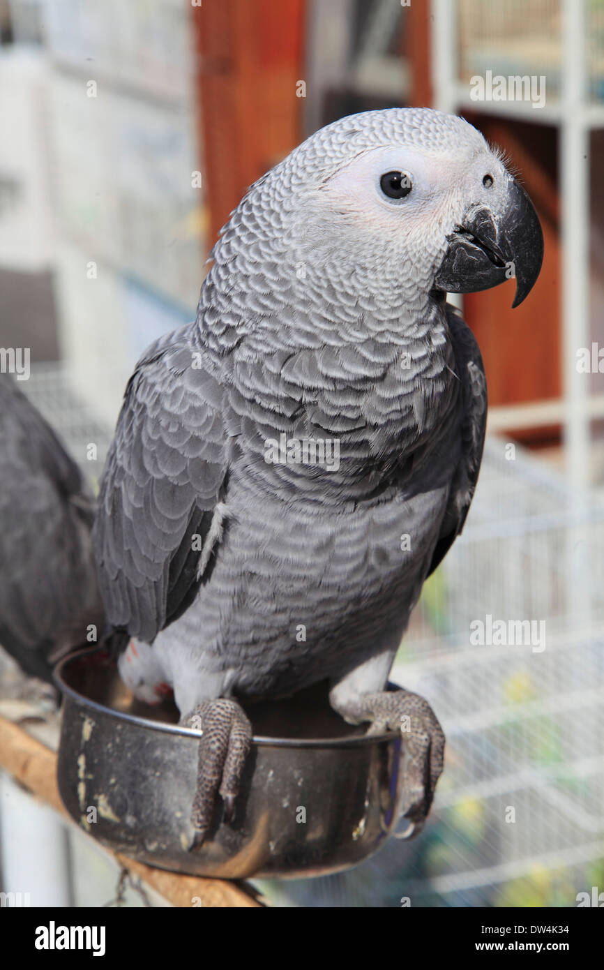 Qatar, Doha, Souq Waqif, parrot, bird market Stock Photo Alamy
