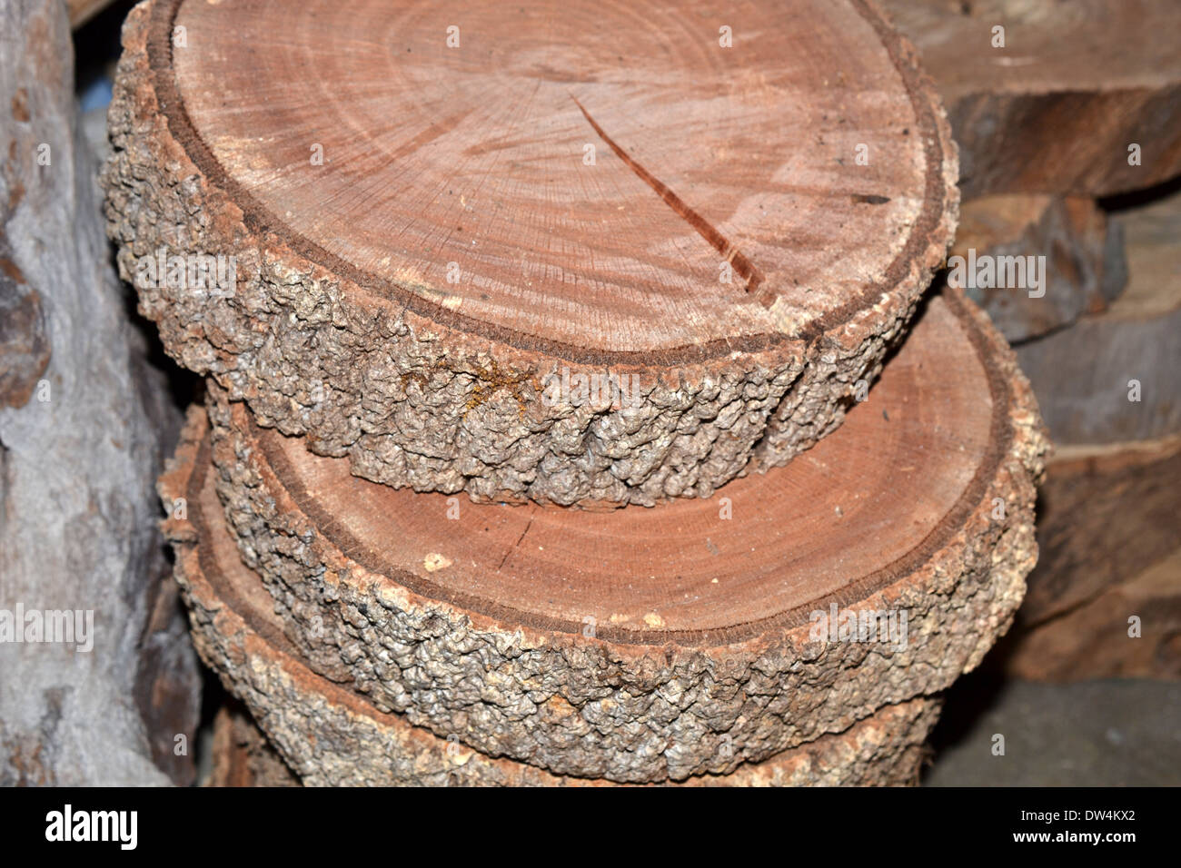 log cut into discs for arts and craft purposes Stock Photo Alamy