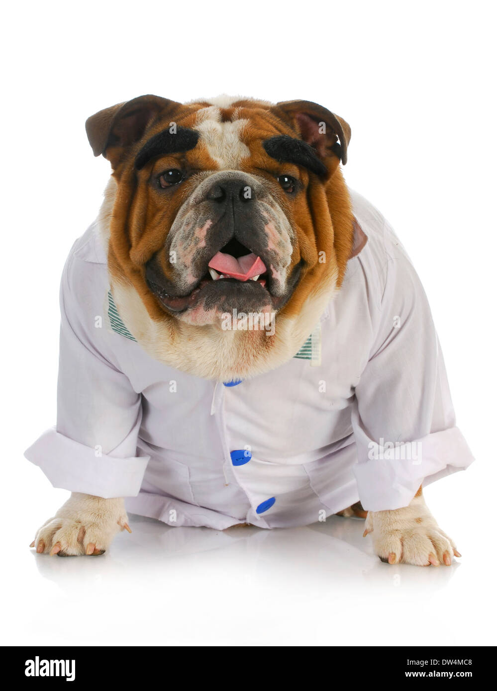 veterinarian - english bulldog dressed up like a vet with reflection on white background Stock Photo