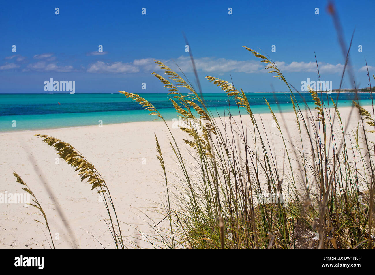 Seagrass on Grace Bay beach, Providenciales, Turks and Caicos Islands