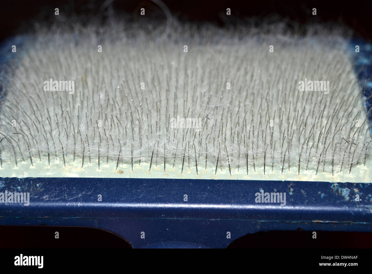 Dog hair caught in Dog Brush Stock Photo Alamy