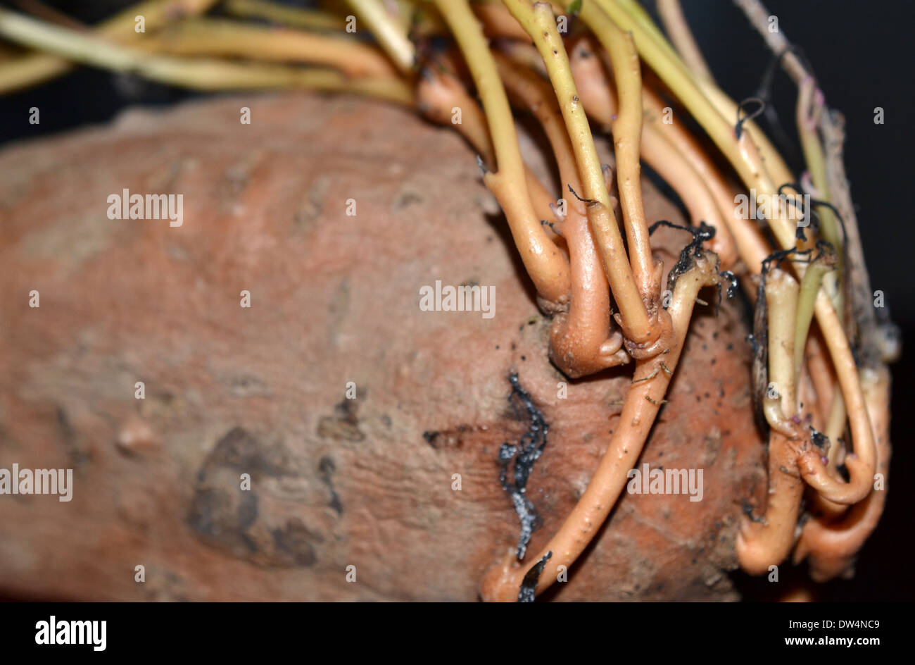 sweet potato growing new roots in cupboard Stock Photo Alamy