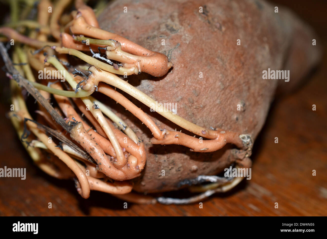 Sweet potato roots hires stock photography and images Alamy