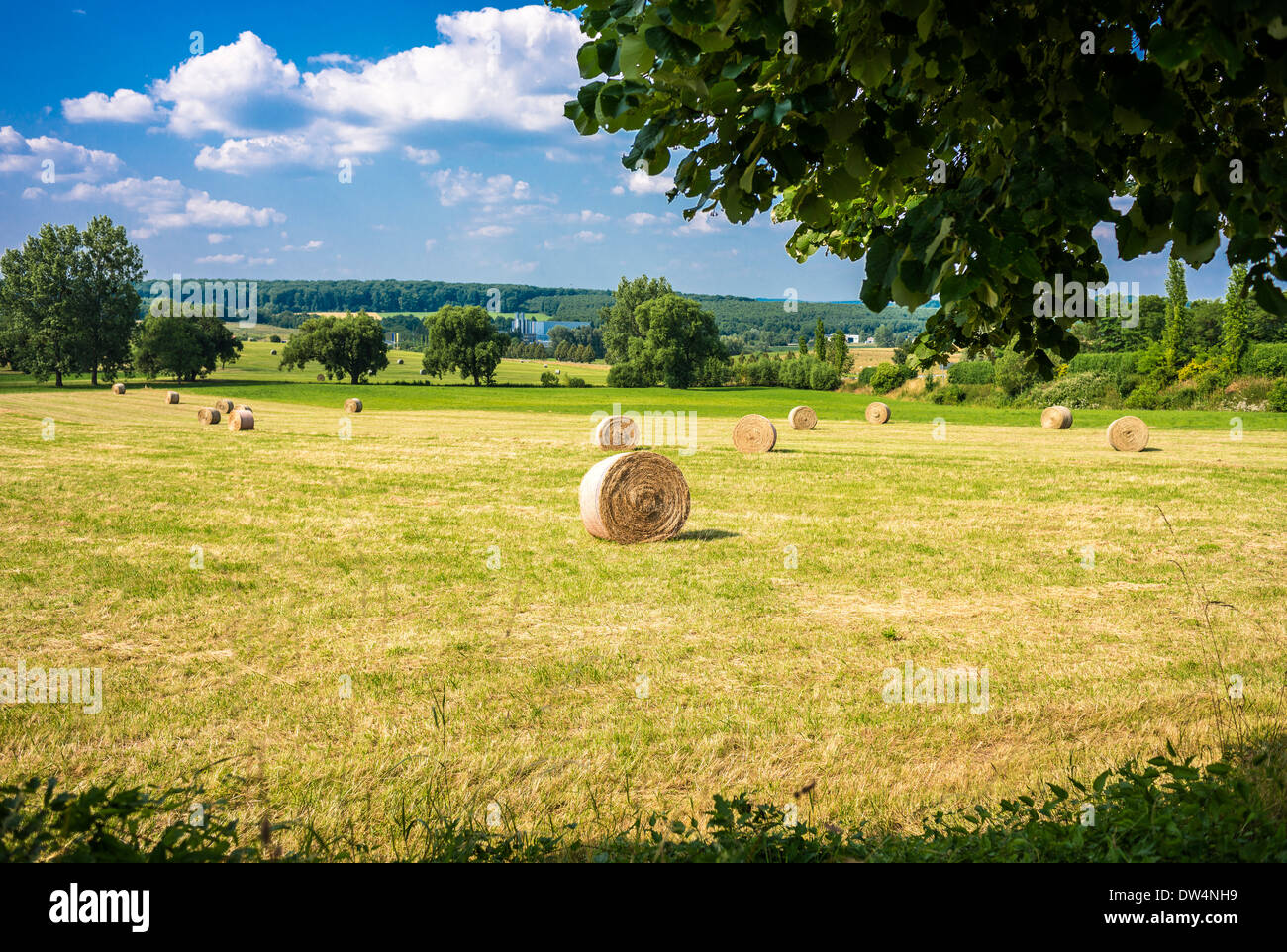 Wheat straw bales in field Alsace France Stock Photo Alamy