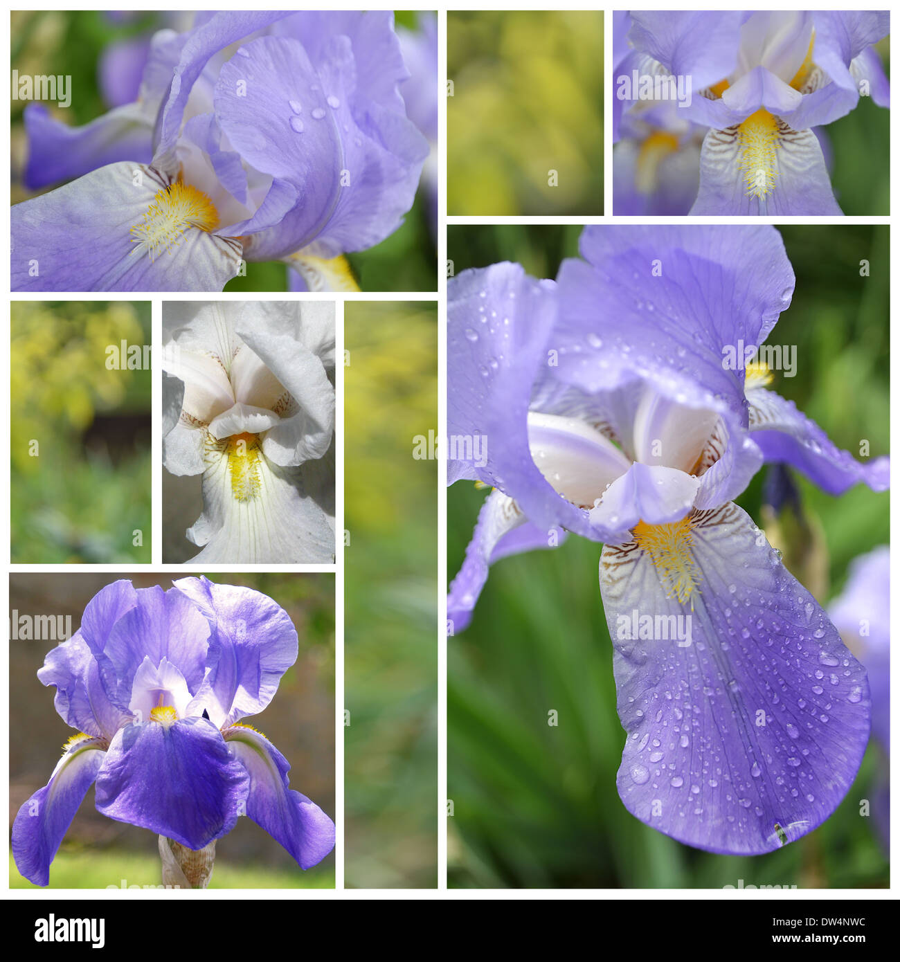 Collage from Iris flowers Stock Photo