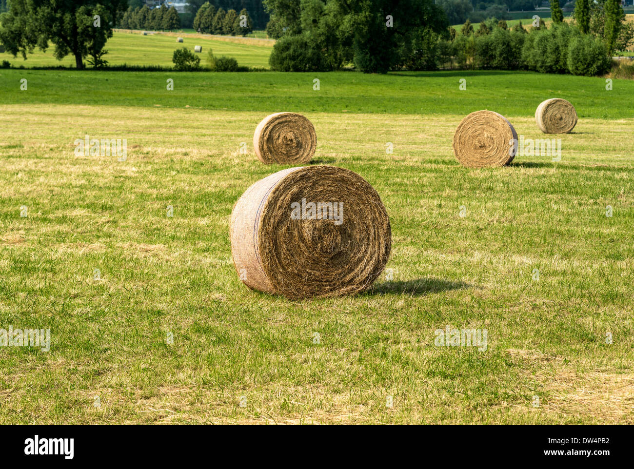 Wheat straw bales in field Alsace France Stock Photo