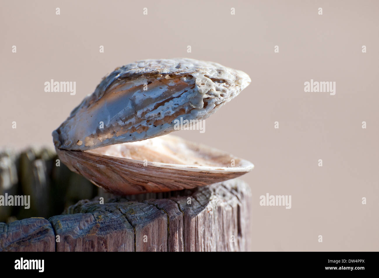 oyster shell on top of old weathered post, agon coutainville, normandy