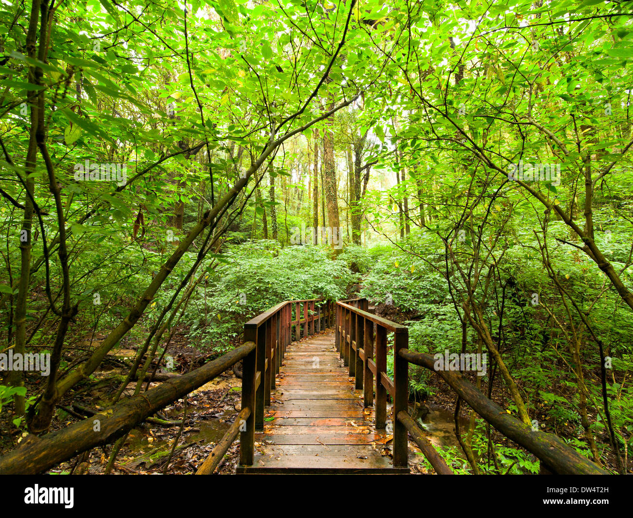 Jungle landscape. Wooden bridge at tropical rain forest. Doi Inthanon Park,Thailand Stock Photo