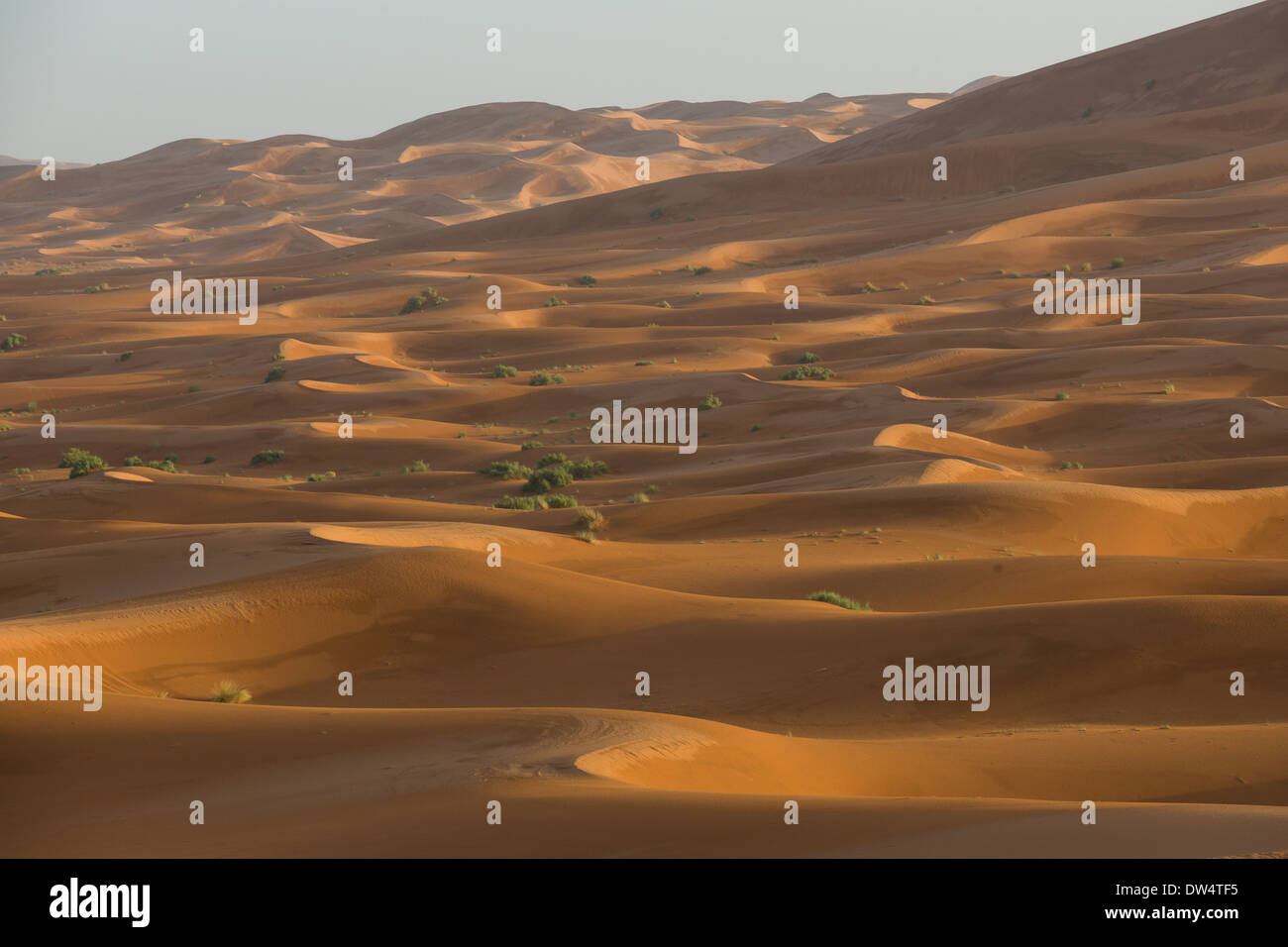Sea of rolling sand dunes of the Sahara Desert stretching away into the ...