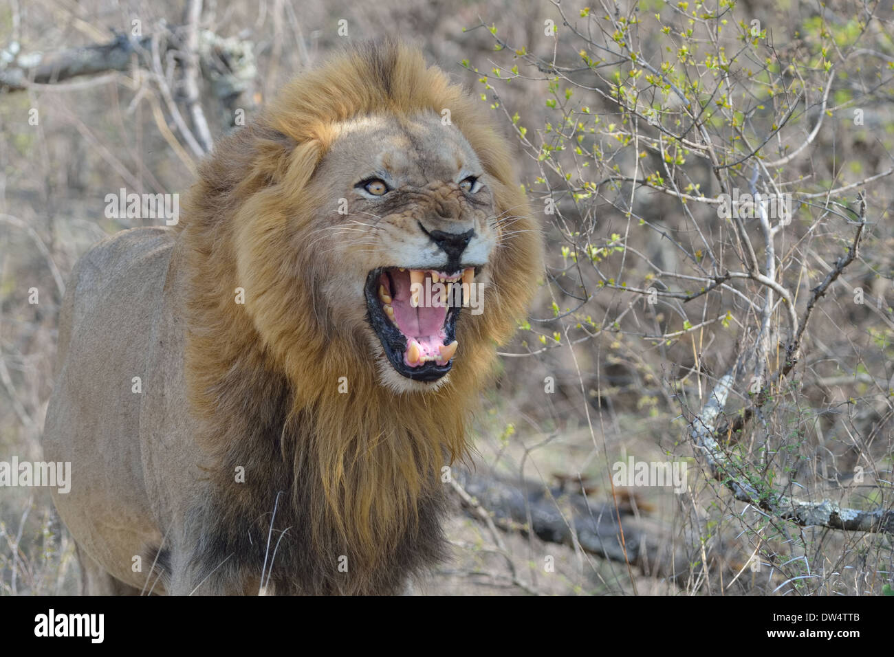 Male lion roaring hi-res stock photography and images - Alamy