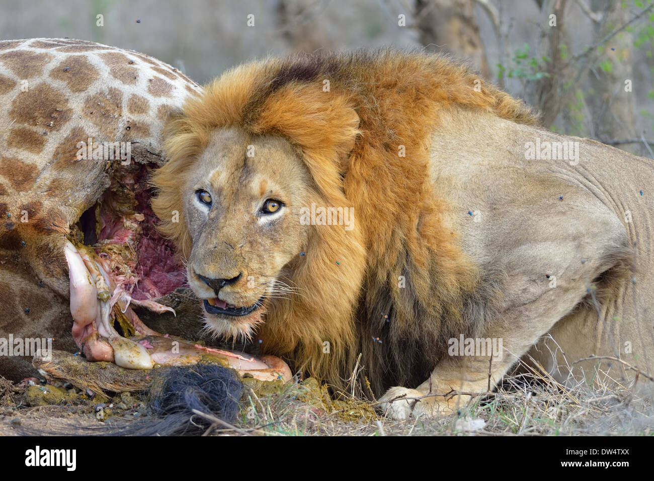 Lion (Panthera leo) eating a giraffe (Giraffa camelopardalis), Kruger National Park, South Africa, Africa Stock Photo