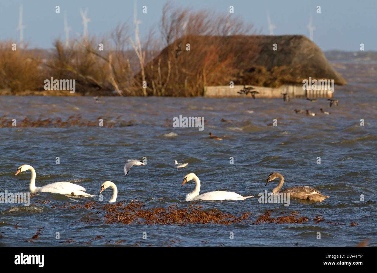 Floods of 6 12 2013 due to tidal surge showing submerged hides on flooded reserve, Cley next the sea, Norfolk UK Stock Photo