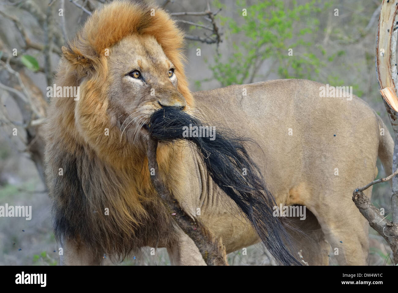 Lion (Panthera leo), playing with the tail of a giraffe (Giraffa camelopardalis), Kruger National Park, South Africa, Africa Stock Photo