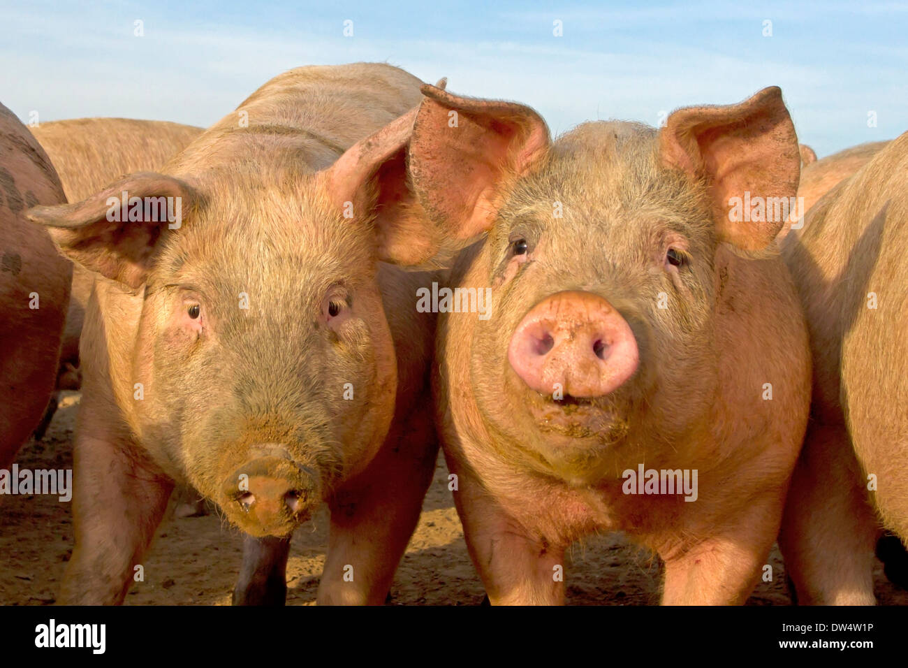 Young pigs in field, Norfolk Stock Photo
