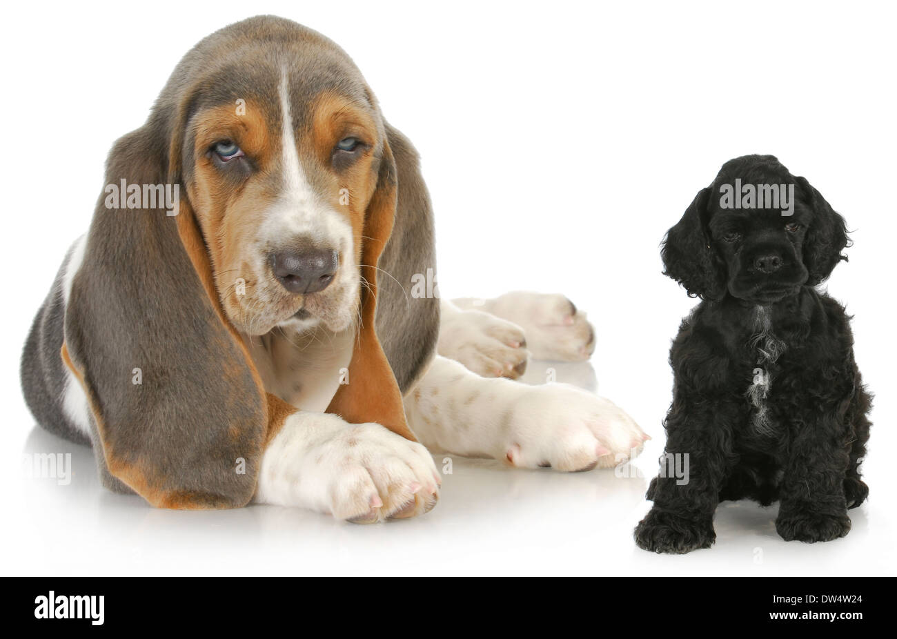 Cocker basset best sale puppies for sale