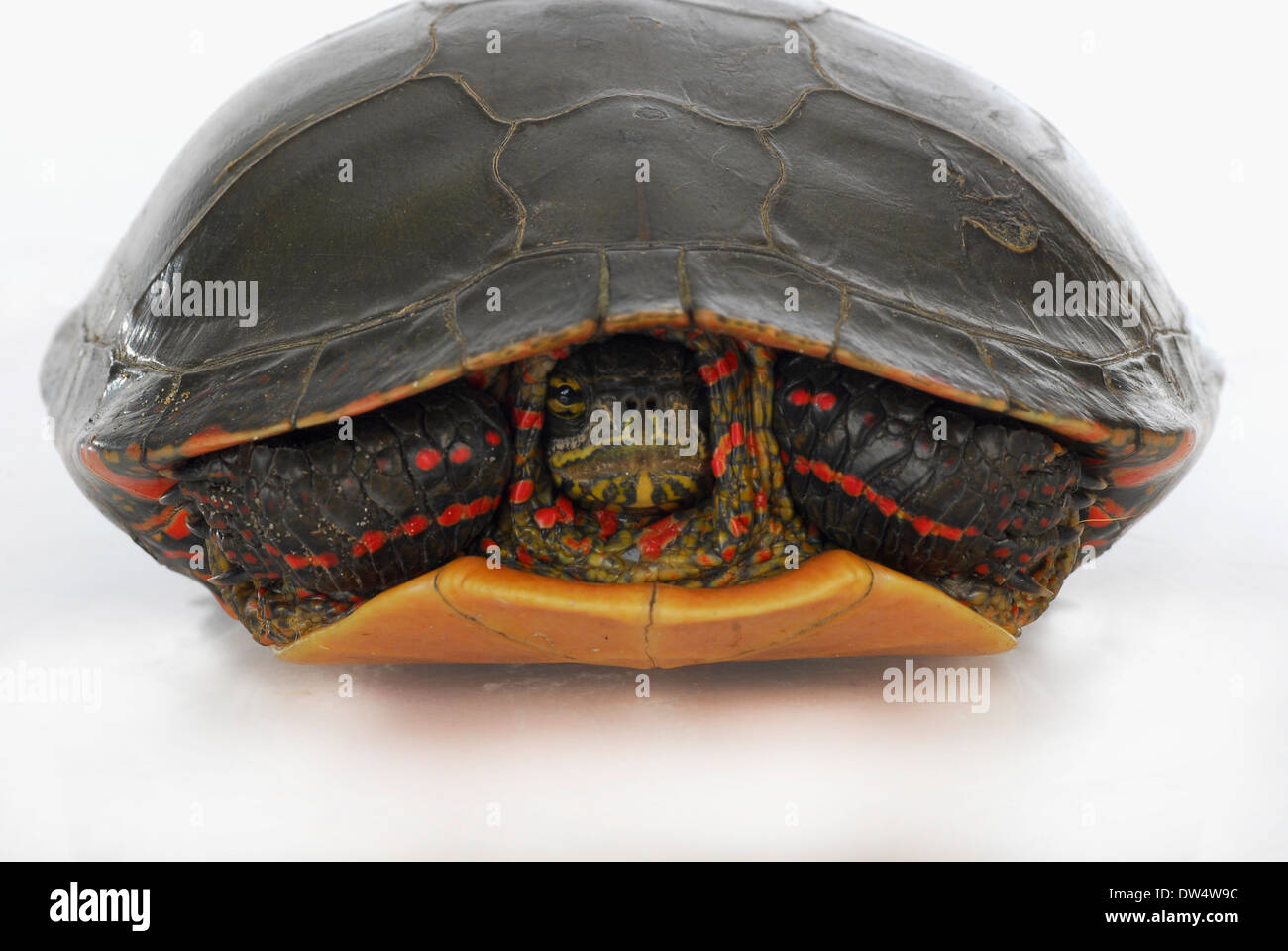 turtle hiding - western painted turtle inside its shell on white ...